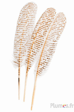Zwaan model 3 - Mr Darcy’s Letter - 30-33 cm - wit-goud